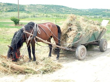 Căruţa cu fund dublu - metodă inedită de contrabandă